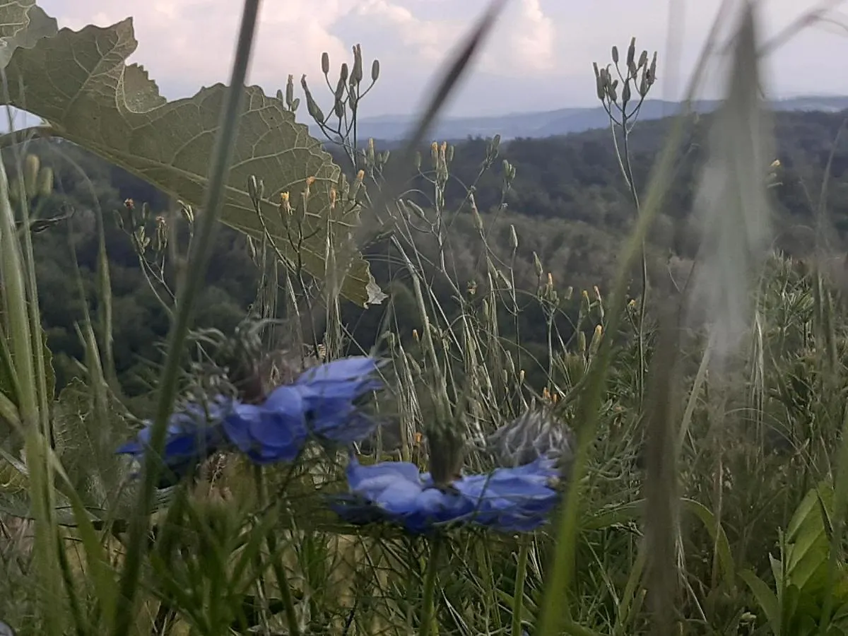 Ferme Beauregard Les Pyrenees Apartment Artigat
